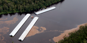 3.4 Million Chickens and 5,500 Pigs Killed in Florence's Flooding