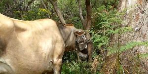 Australia: What comes to mind? Koalas or cows?